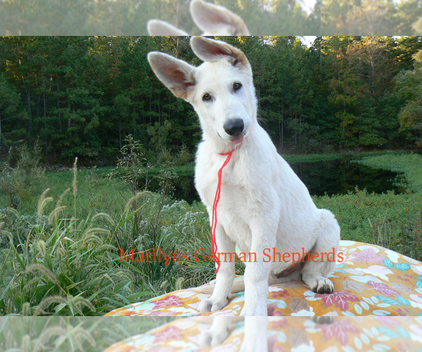Medium Photo #7 German Shepherd Dog Puppy For Sale in PIEDMONT, MO, USA