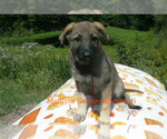 Small #3 German Shepherd Dog