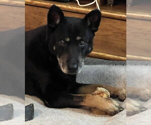 German Shepherd Dog Dogs for adoption in Modesto, CA, USA