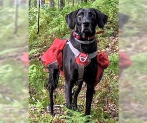 Stanley Martin Steele - Male Plott Hound-Weimaraner Mix Dog for Adoption - Photo #5