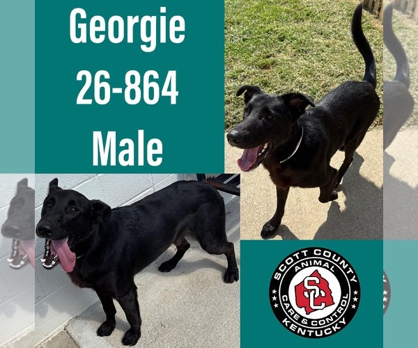 Medium Photo #1 German Shepherd Dog-Unknown Mix Puppy For Sale in Georgetown, KY, USA