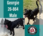 Small German Shepherd Dog Mix