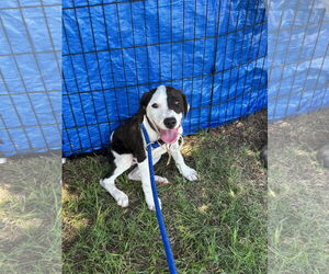 English Foxhound-Retriever Mix Dogs for adoption in Grafton, WI, USA