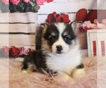 Small #3 Pembroke Welsh Corgi