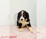 Puppy 3 Bernese Mountain Dog-Cavalier King Charles Spaniel Mix