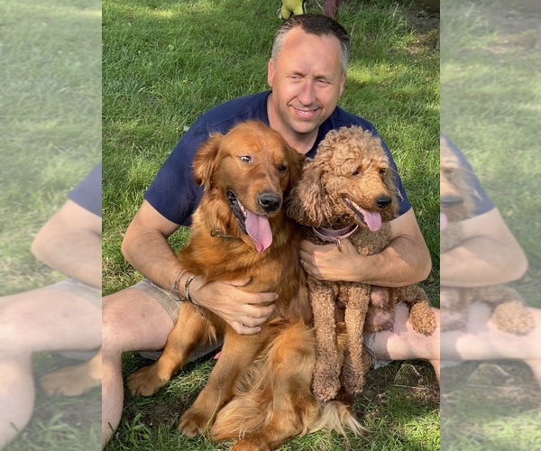Medium Photo #2 Goldendoodle Puppy For Sale in WOODSTOCK, CT, USA