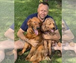 Small #1 Goldendoodle