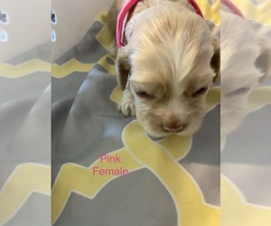 Cocker Spaniel Puppy for sale in GROESBECK, TX, USA