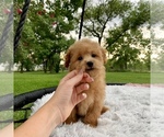 Small Photo #14 Havanese-Poodle (Toy) Mix Puppy For Sale in HOUSTON, TX, USA