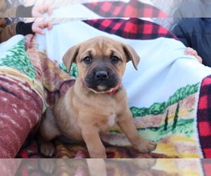 Boxador-Labrador Retriever Mix Puppy for sale in SHILOH, OH, USA