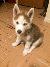 Siberian Husky Puppy for sale in SOLVANG, CA, USA