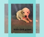 Puppy Dark green Labradoodle