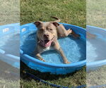 Small #1 American Pit Bull Terrier Mix