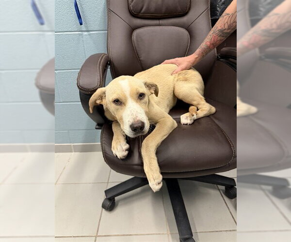 Medium Photo #1 Shepradors Puppy For Sale in Corpus Christi, TX, USA