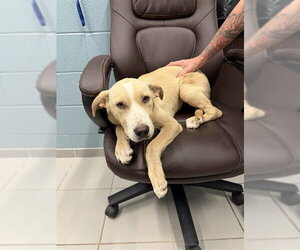 Shepradors Dogs for adoption in Corpus Christi, TX, USA