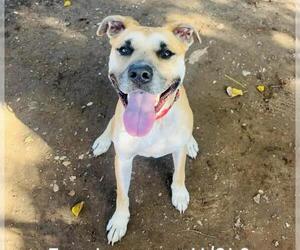 German Shorthaired Pointer-Unknown Mix Dogs for adoption in Santa Barbara, CA, USA