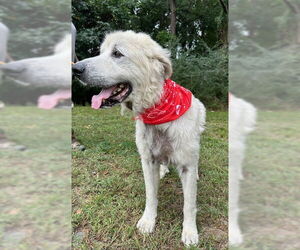 Medium Great Pyrenees Mix