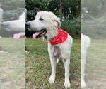 Small Great Pyrenees Mix