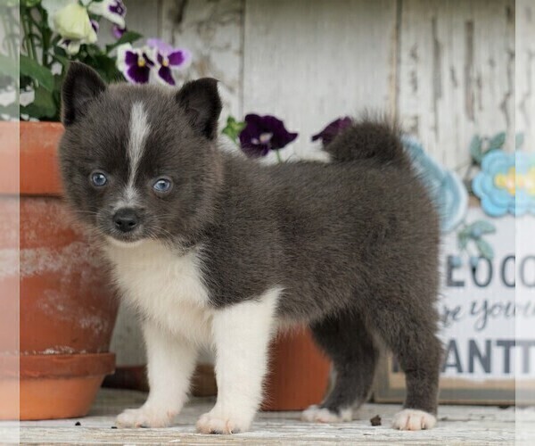 Shiba Inu Beagle Mix Puppies Sale Dogs Breeds And