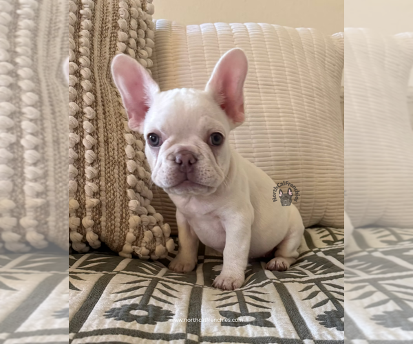 Medium Photo #1 French Bulldog Puppy For Sale in SACRAMENTO, CA, USA