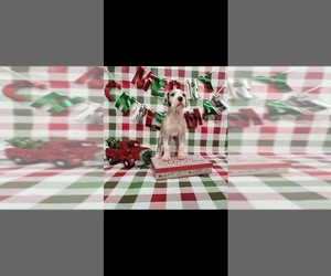 Great Dane Puppy for sale in HELM, IL, USA
