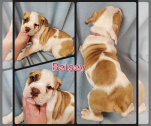 Olde English Bulldogge Puppy for sale in WHEELER, MI, USA