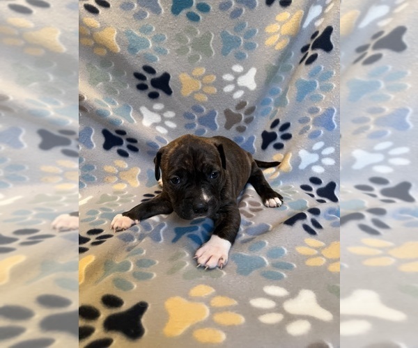 Medium Photo #16 American Bully-American Staffordshire Terrier Mix Puppy For Sale in BROCKTON, MA, USA