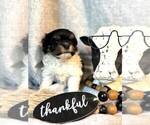 Small #5 Havanese