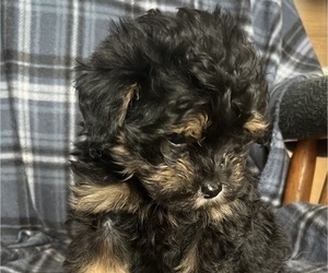 Medium Pomapoo (Toy)