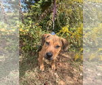 Paloma - Female Mutt Dog for Adoption - Small photo
