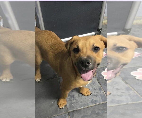 Medium Photo #2 Beabull Puppy For Sale in Aurora, IN, USA