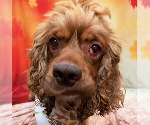 Arlow - Male Cocker Spaniel Dog for Adoption - Photo #5