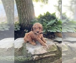 Puppy Ziare Poodle (Miniature)