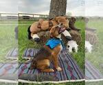 Small Photo #11 Texas Heeler Puppy For Sale in PAOLA, KS, USA