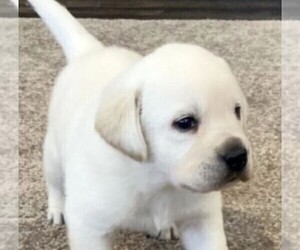 Labrador Retriever Puppy for sale in FREMONT, CA, USA