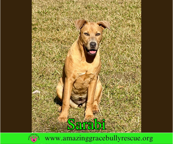 Medium Photo #2 Bulldog-Labrador Retriever Mix Puppy For Sale in Pensacola, FL, USA