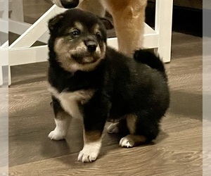 Shiba Inu Puppy for sale in INDIANAPOLIS, IN, USA