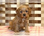 Small #6 Cavapoo (Miniature)