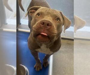Medium American Pit Bull Terrier