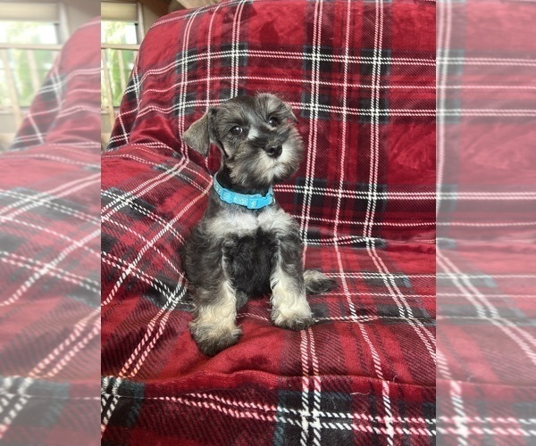 Medium Photo #7 Schnauzer (Miniature) Puppy For Sale in ROY, WA, USA