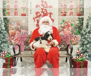Goldendoodle Puppy for sale in GROVE CITY, PA, USA