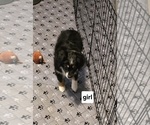 Small Photo #3 Miniature Australian Shepherd Puppy For Sale in WADESBORO, NC, USA