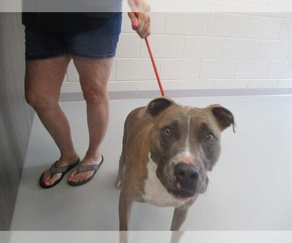 Medium Photo #1 American Pit Bull Terrier-Unknown Mix Puppy For Sale in Ocala, FL, USA
