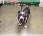 Small American Pit Bull Terrier Mix