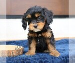 Small #3 Cavalier King Charles Spaniel-Goldendoodle Mix