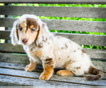 Puppy Desiree Dachshund