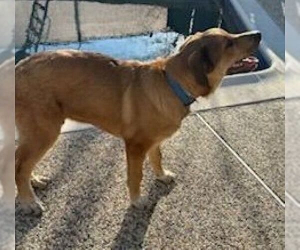 Medium Photo #2 Mutt Puppy For Sale in Carrollton, TX, USA