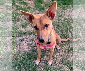 Mutt Dogs for adoption in Bellevue, WA, USA