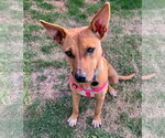 Roo - Female Mutt Dog for Adoption - Small photo