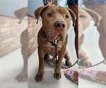 Small American Pit Bull Terrier